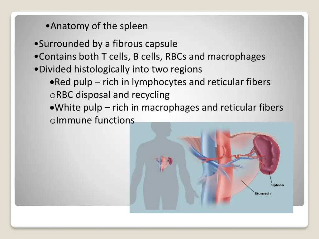 anatomy of the spleen