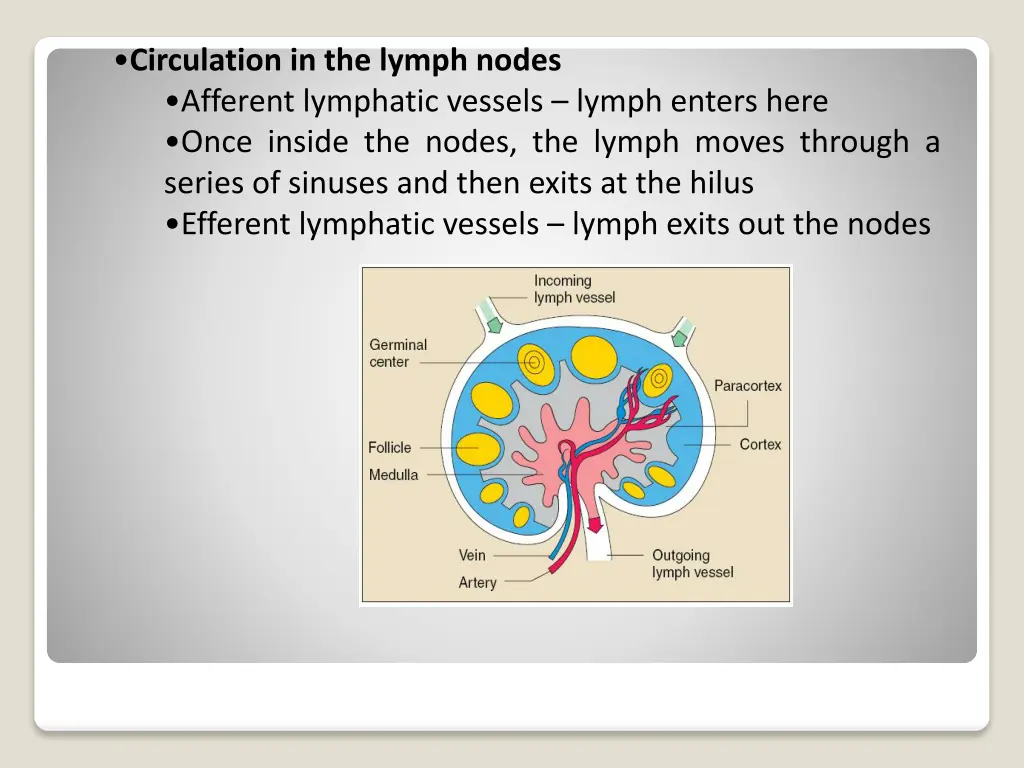 circulation in the lymph nodes afferent lymphatic