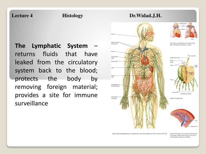 lecture 4 histology dr widad j h