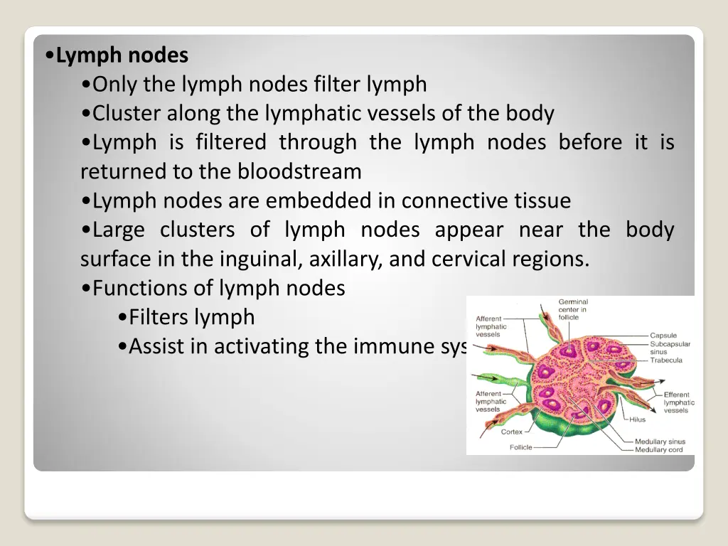 lymph nodes only the lymph nodes filter lymph