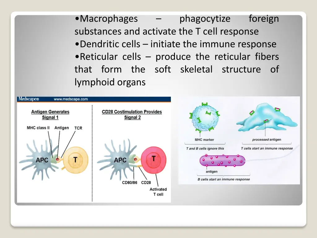 macrophages substances and activate the t cell