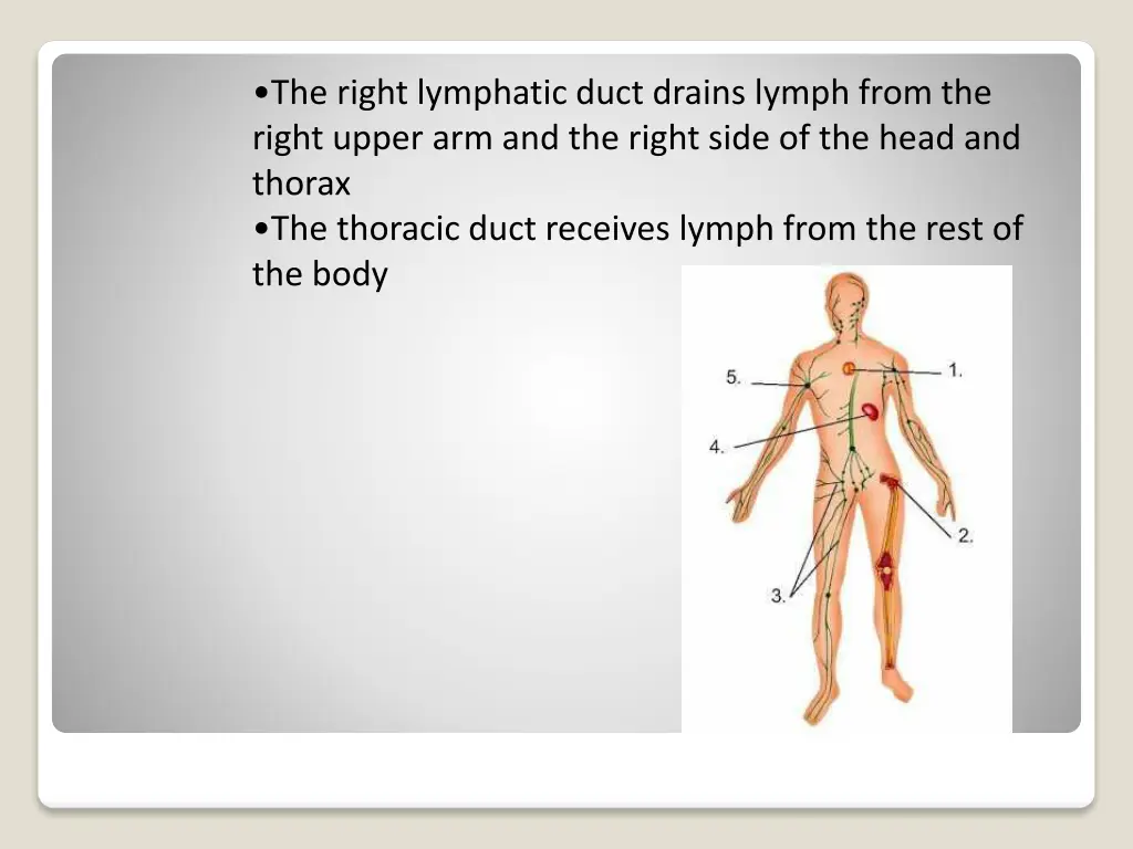 the right lymphatic duct drains lymph from