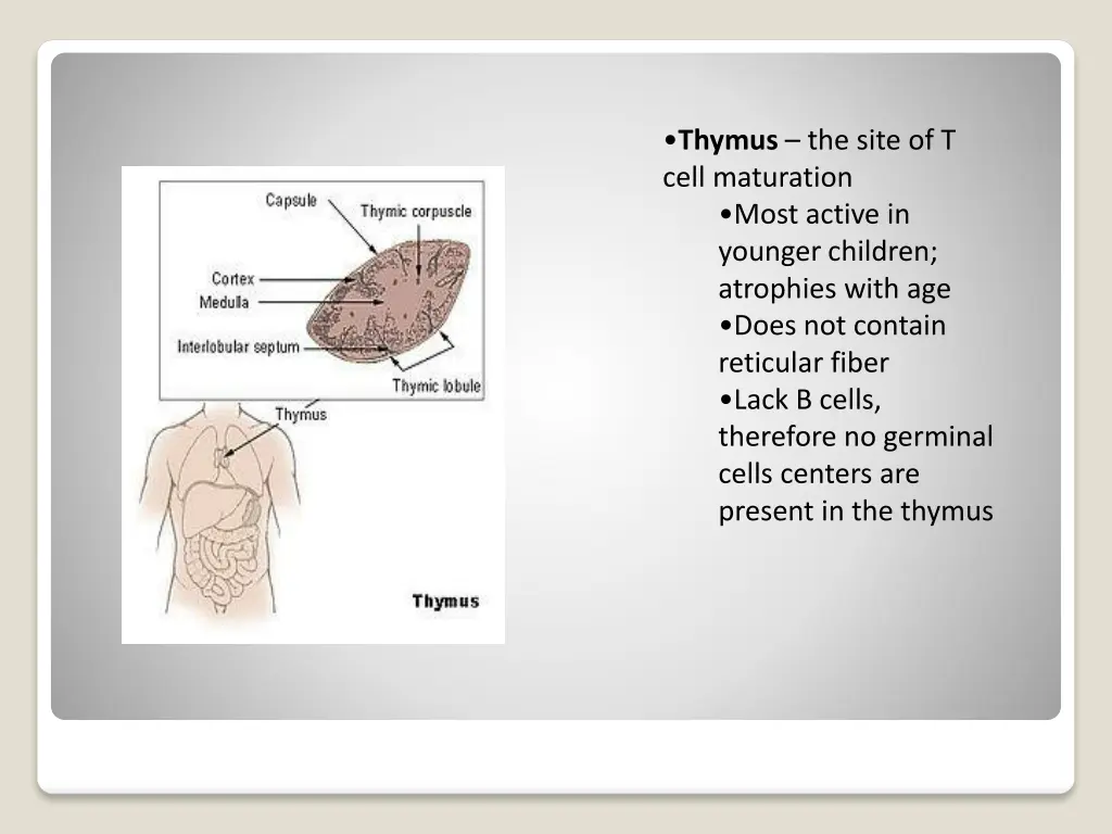 thymus the site of t cell maturation most active