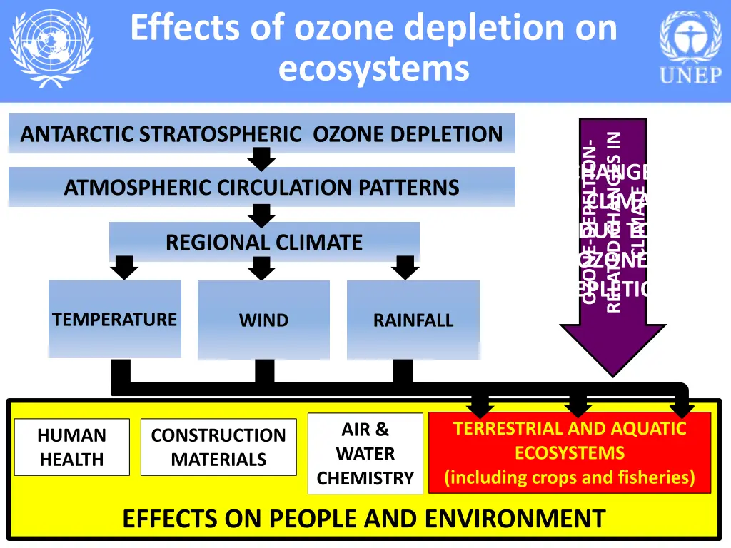 effects of ozone depletion on ecosystems 5