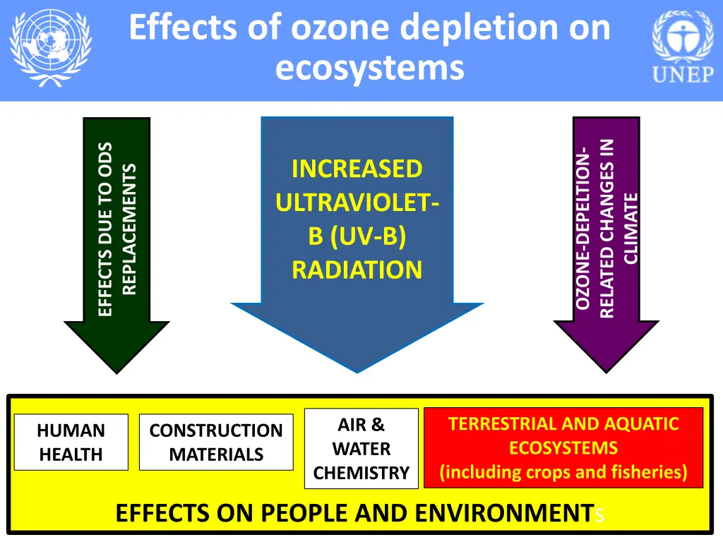 effects of ozone depletion on ecosystems