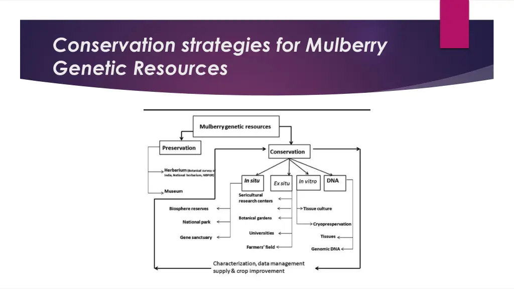 conservation strategies for mulberry genetic