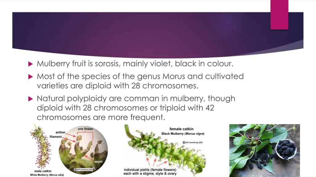 mulberry fruit is sorosis mainly violet black