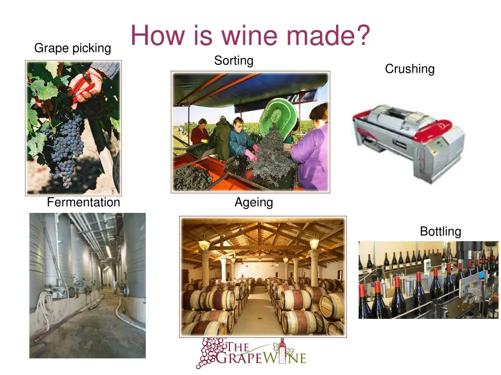 how is wine made sorting