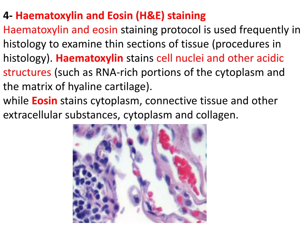 4 haematoxylin and eosin h e staining