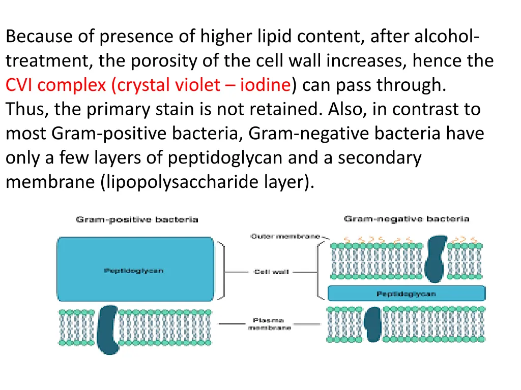 because of presence of higher lipid content after