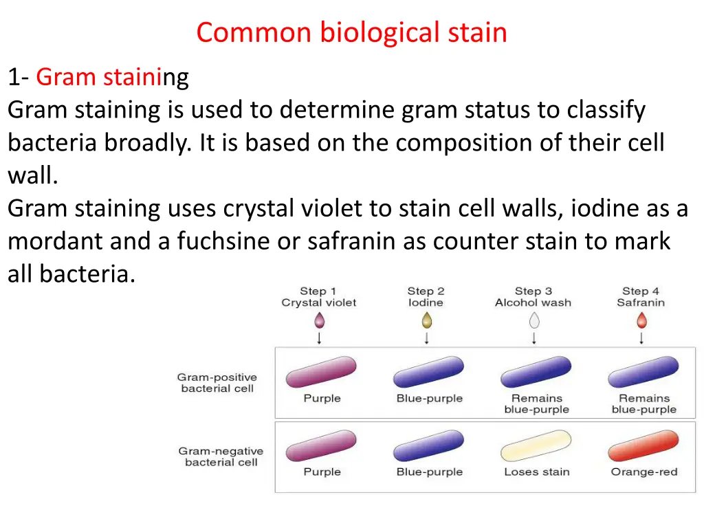 common biological stain