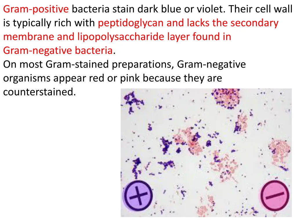 gram positive bacteria stain dark blue or violet