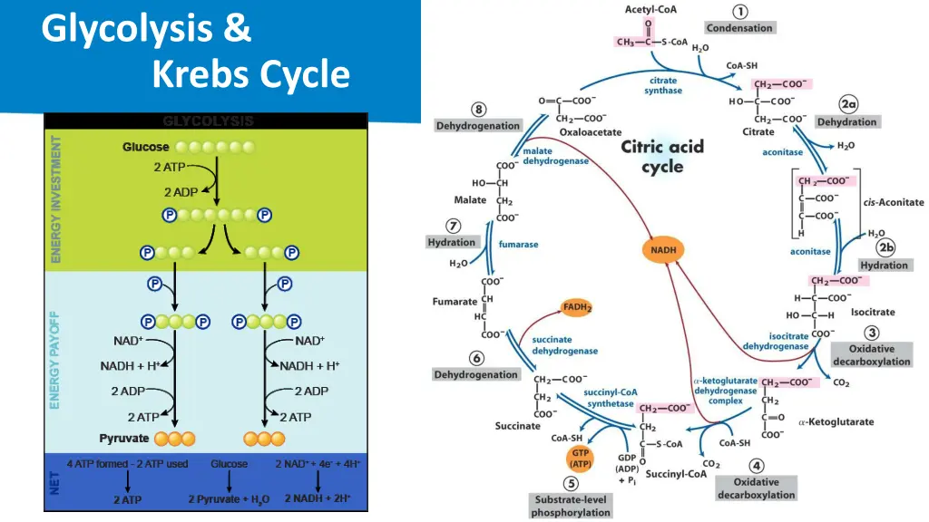 glycolysis