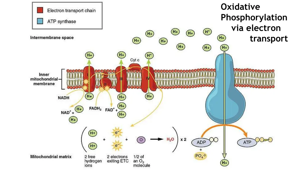 oxidative phosphorylation via electron transport