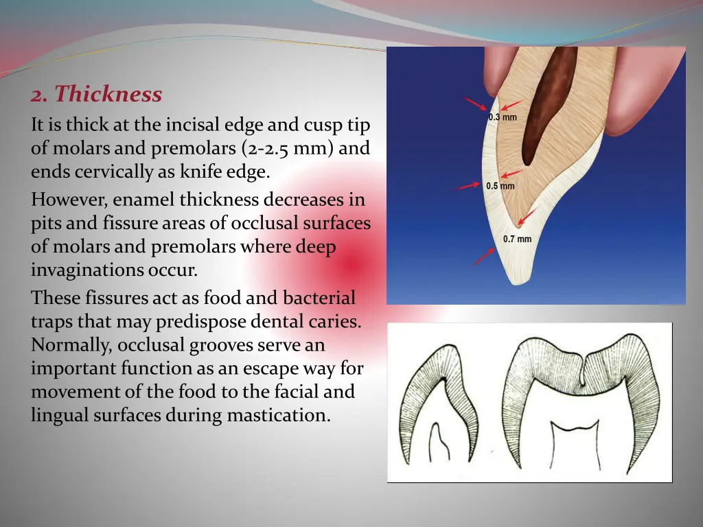 2 thickness it is thick at the incisal edge