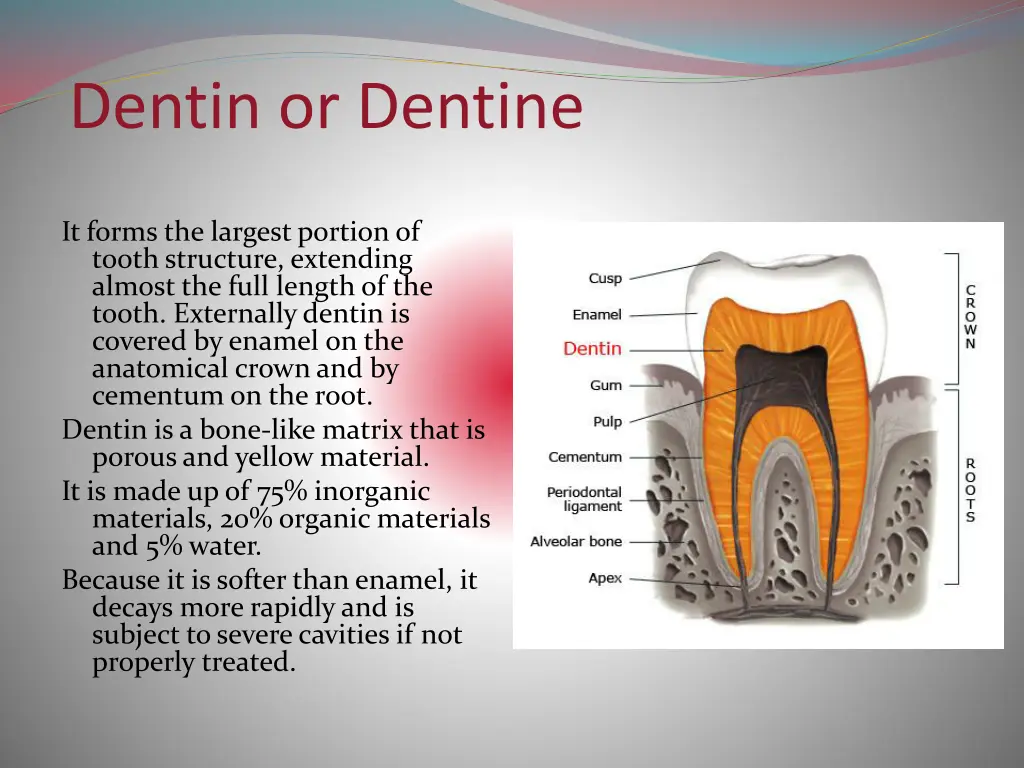 dentin or dentine