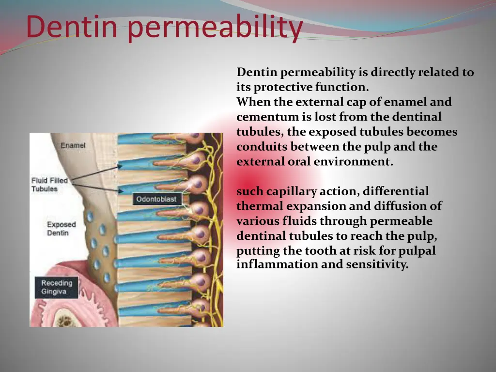 dentin permeability