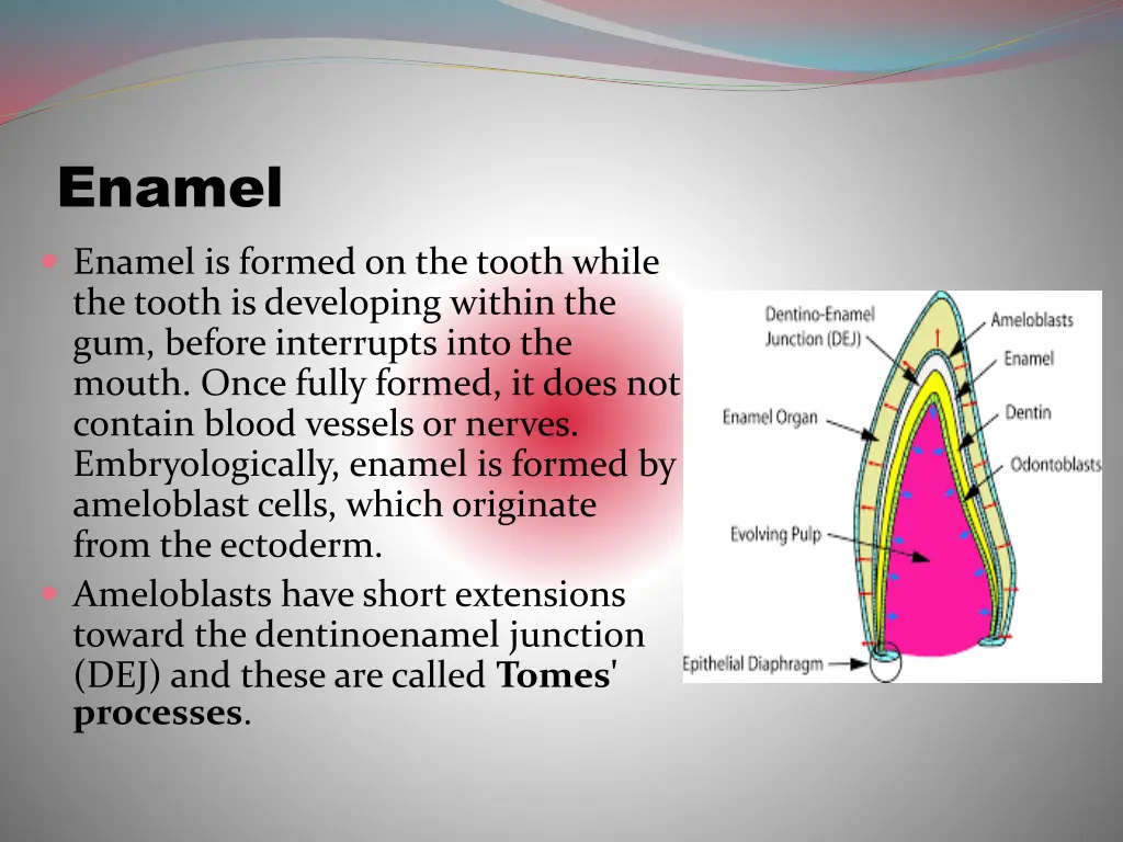 enamel