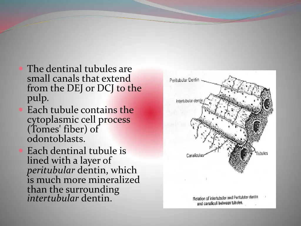 the dentinal tubules are small canals that extend