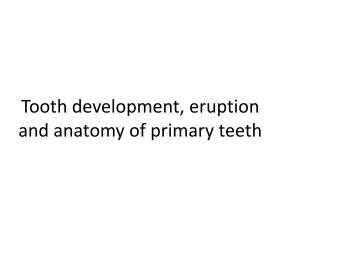 tooth development eruption and anatomy of primary