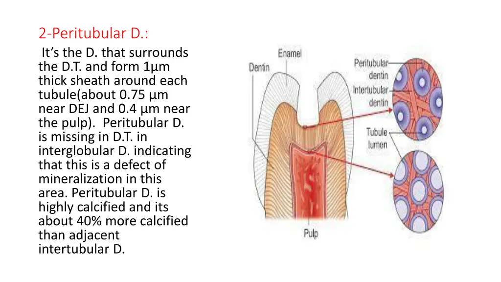 2 peritubular d it s the d that surrounds