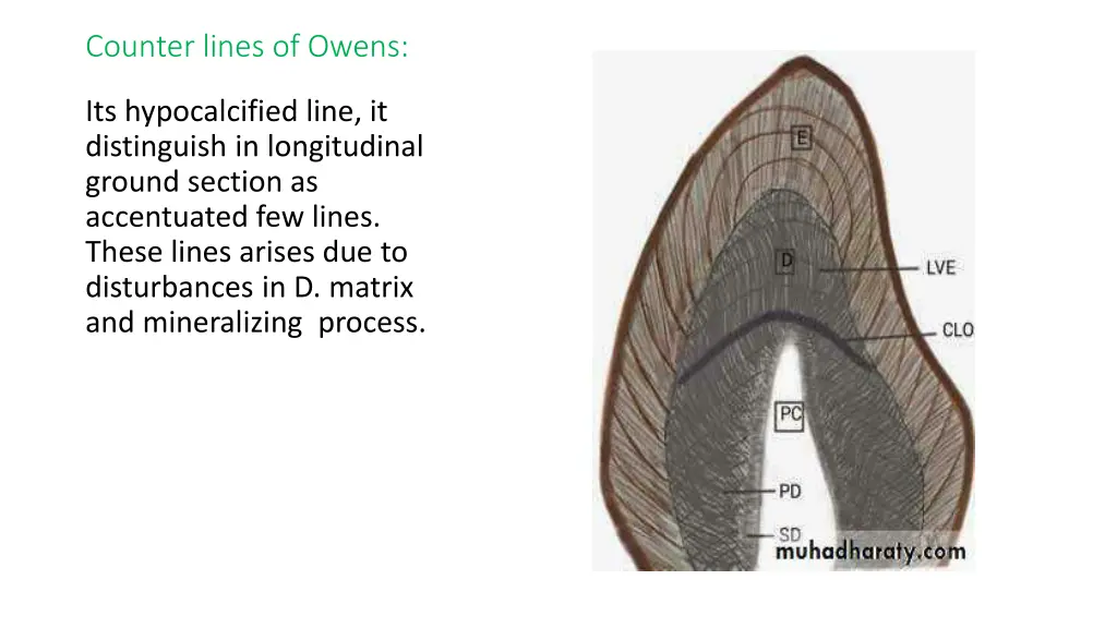 counter lines of owens