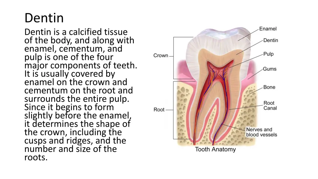 dentin dentin is a calcified tissue of the body