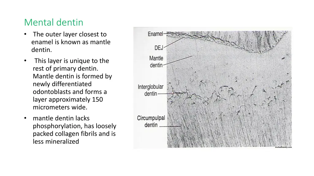 mental dentin the outer layer closest to enamel