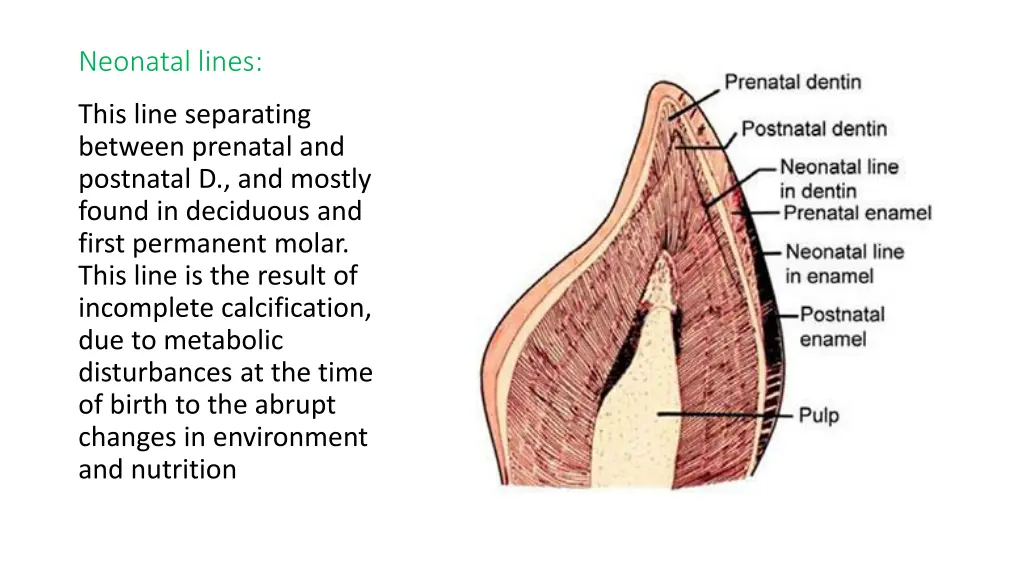 neonatal lines