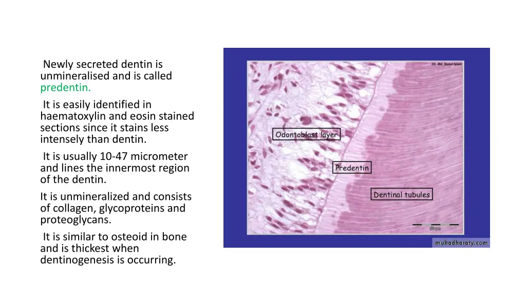 newly secreted dentin is unmineralised