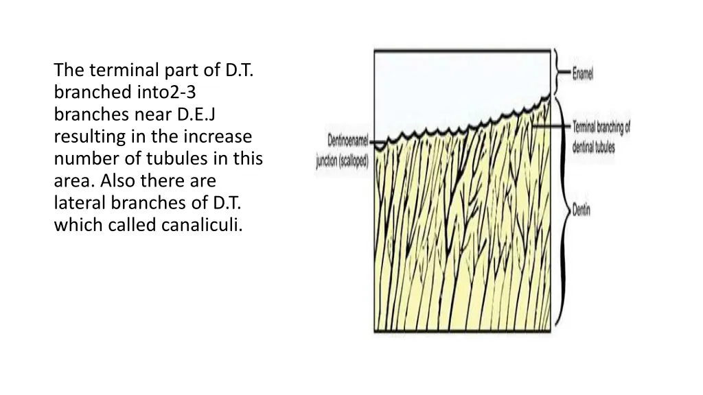 the terminal part of d t branched into2