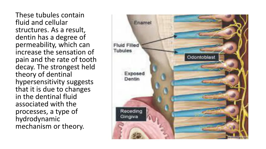 these tubules contain fluid and cellular