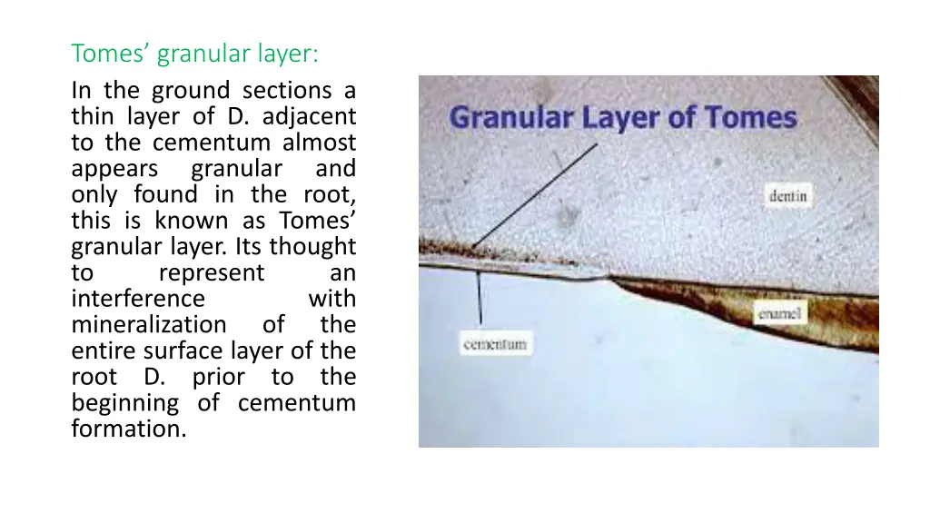 tomes granular layer in the ground sections