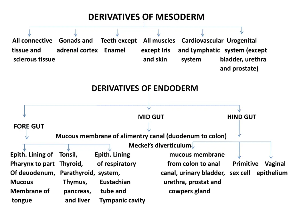 derivatives of mesoderm