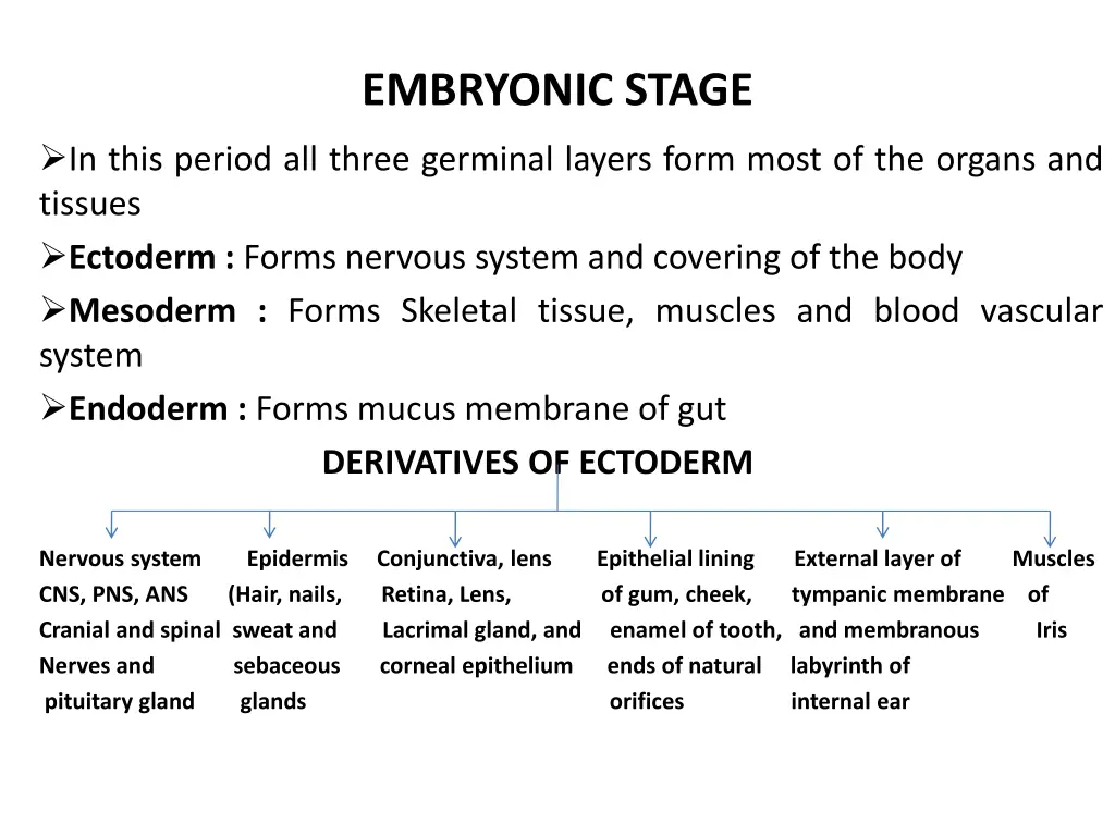 embryonic stage