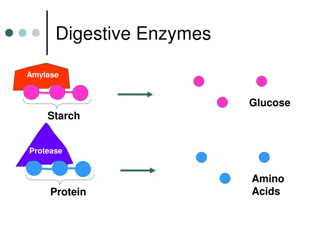 digestive enzymes 1