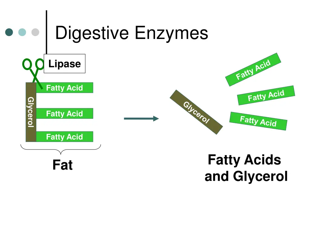 digestive enzymes 2