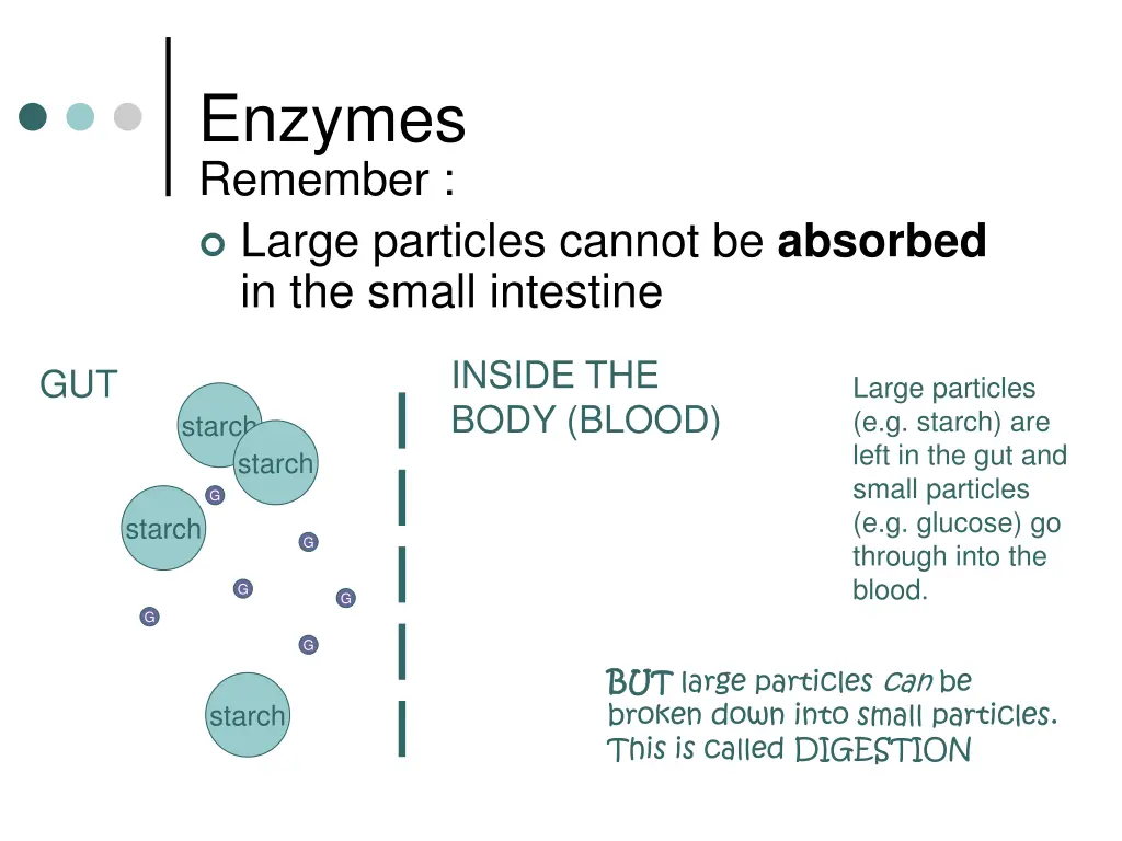 enzymes remember large particles cannot