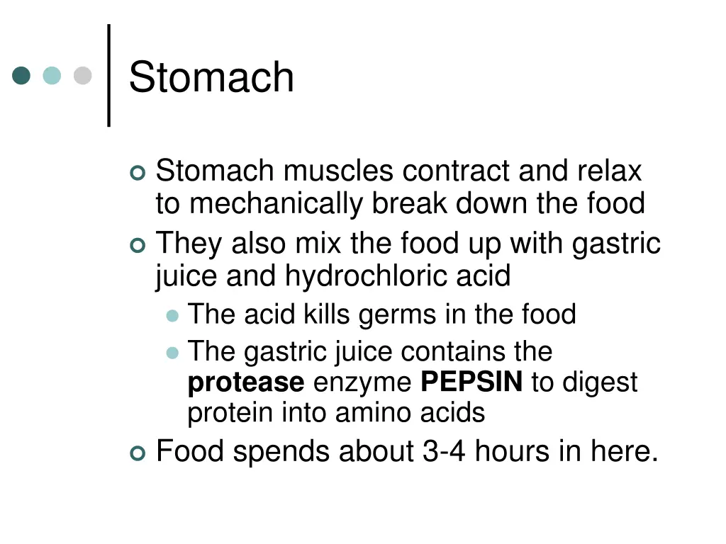 stomach