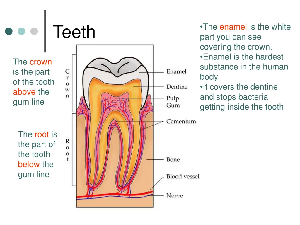 teeth 1