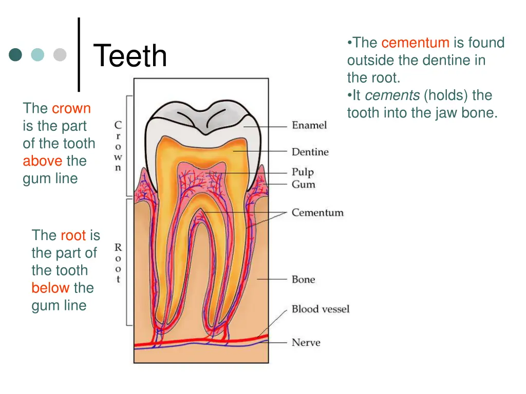 the cementum is found outside the dentine