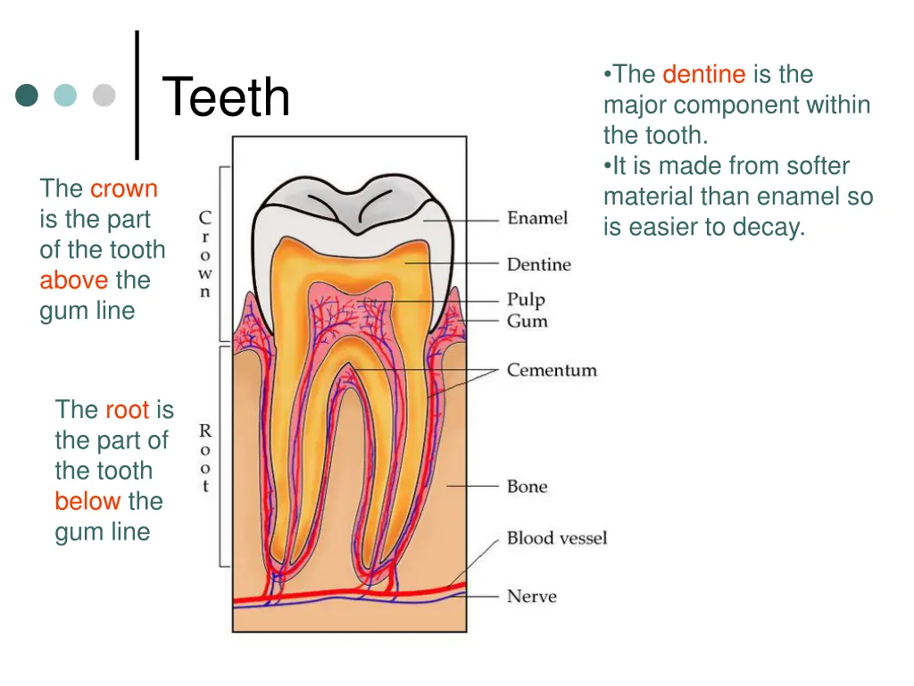 the dentine is the major component within