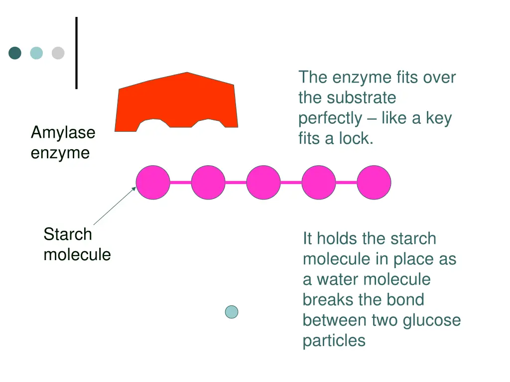 the enzyme fits over the substrate perfectly like