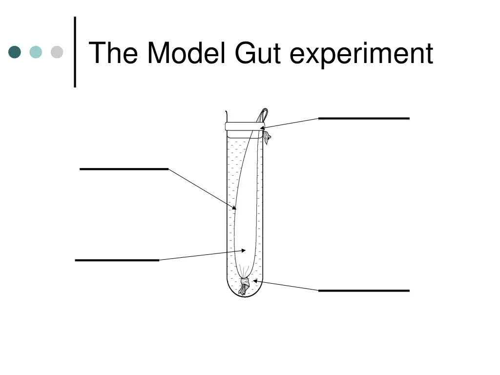 the model gut experiment