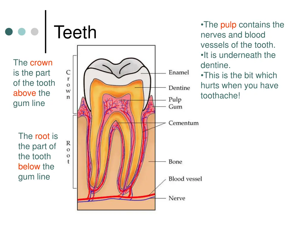 the pulp contains the nerves and blood vessels