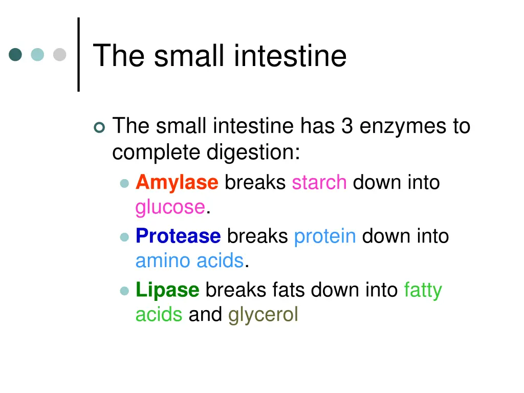 the small intestine