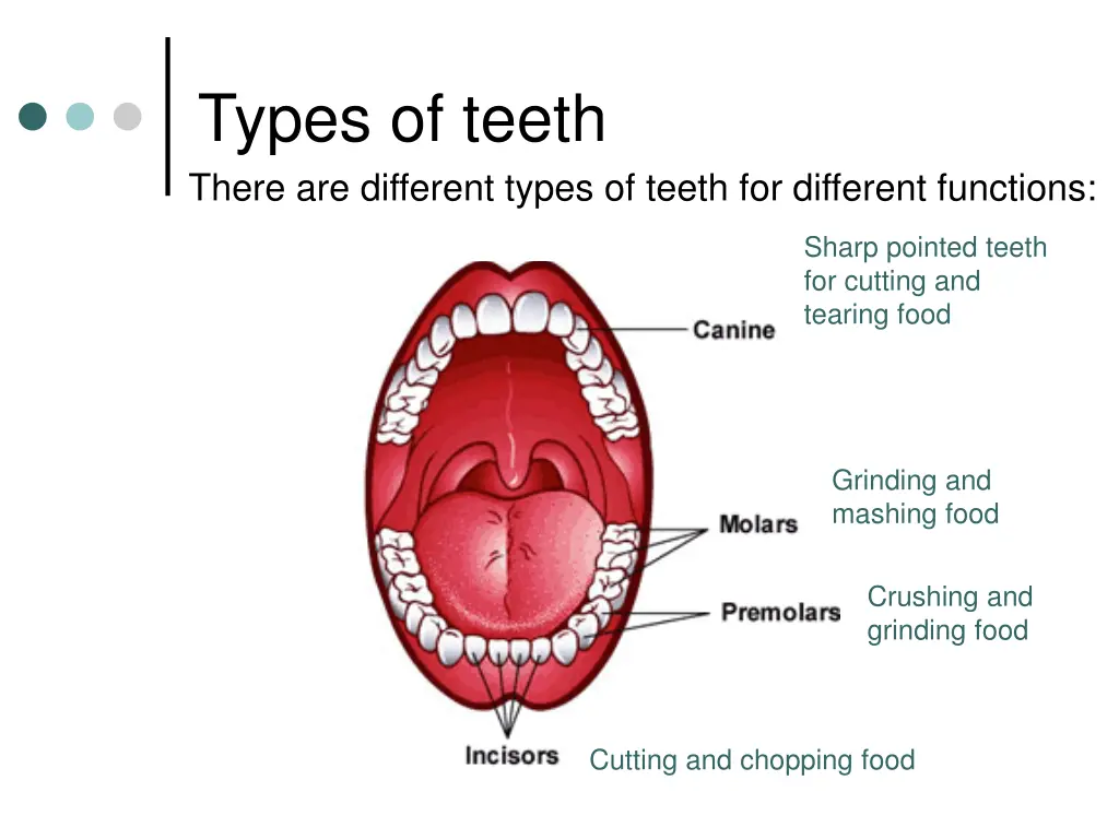 types of teeth there are different types of teeth