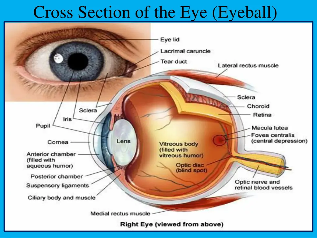 cross section of the eye eyeball