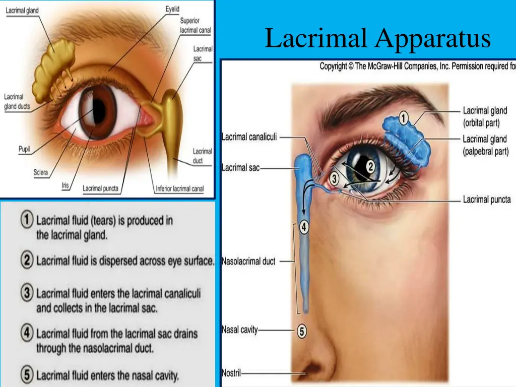 lacrimal apparatus