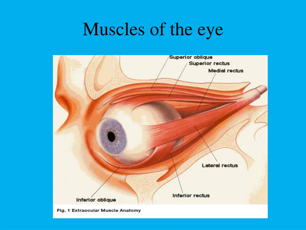 muscles of the eye 1